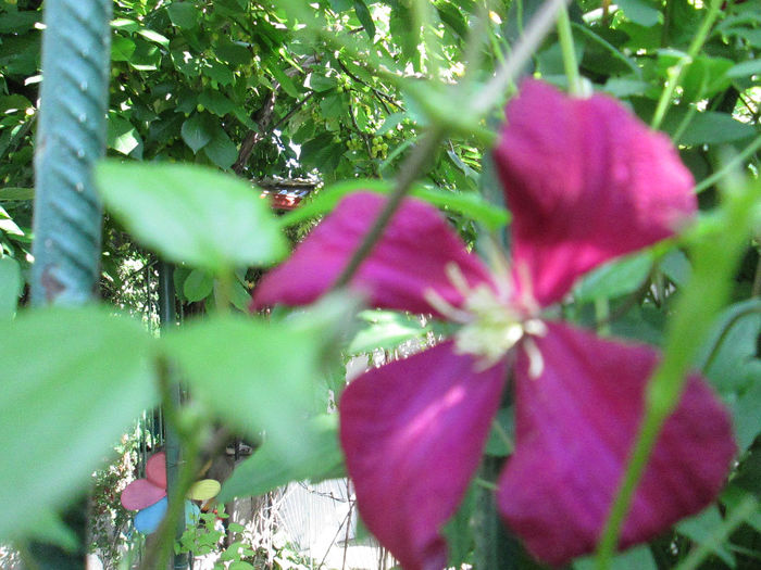 clematita