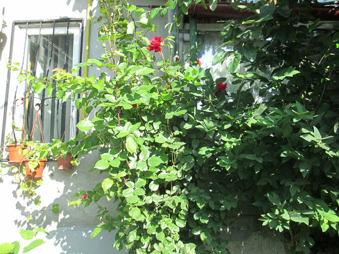 trandafir urcator grena( Danemarca)