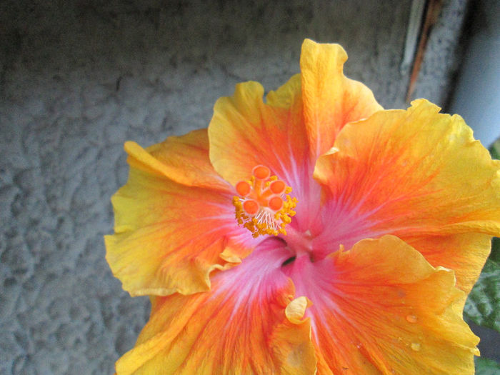 hibiscus