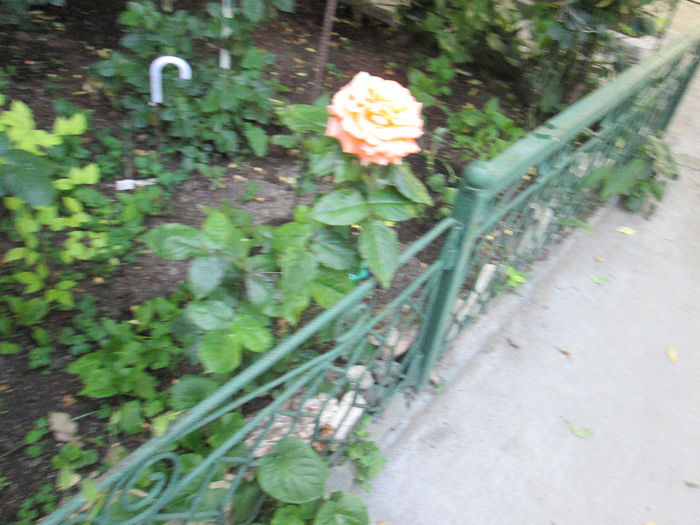 IMG_1837 - sfarsit de mai 2014