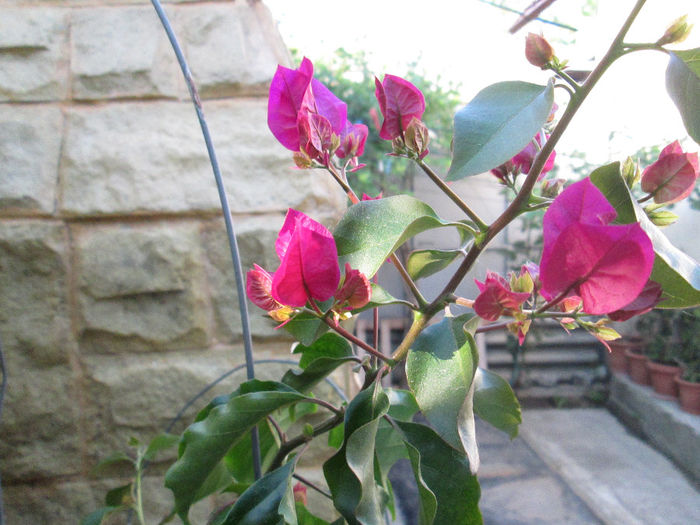 bougainvilea