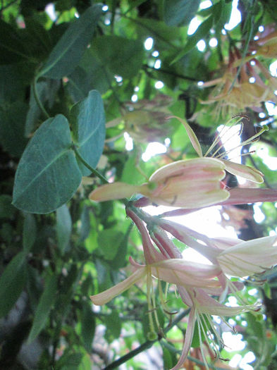 lonicera( parfum de vanilie)