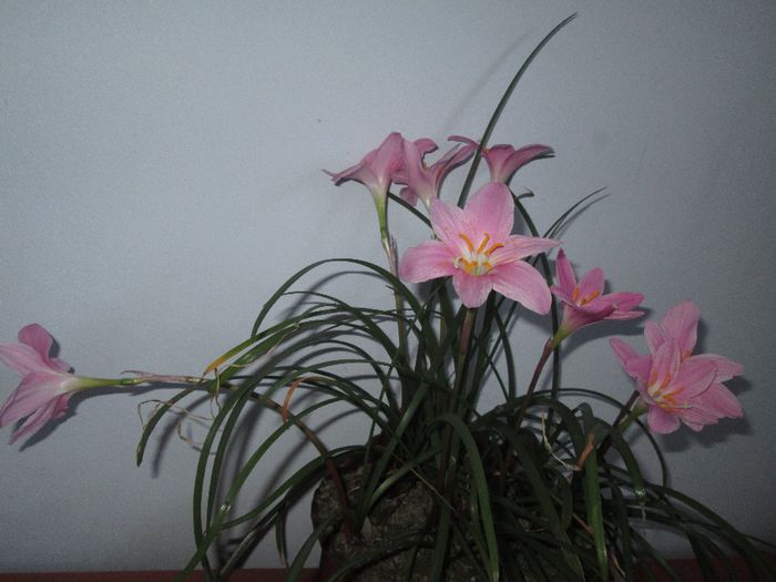 IMG_5477 - Floricelele mele