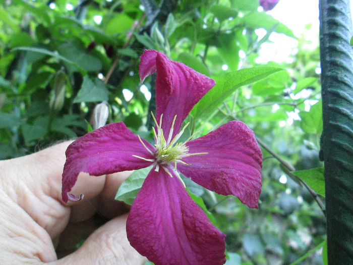 clematita - sfarsit de mai 2014