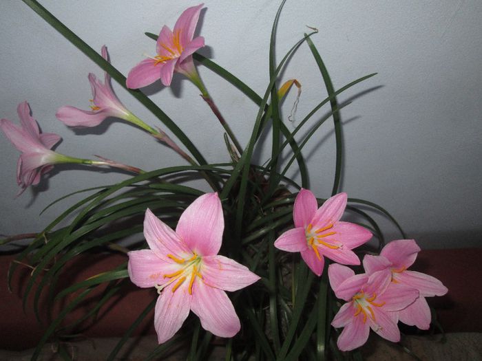 IMG_5481 - Floricelele mele