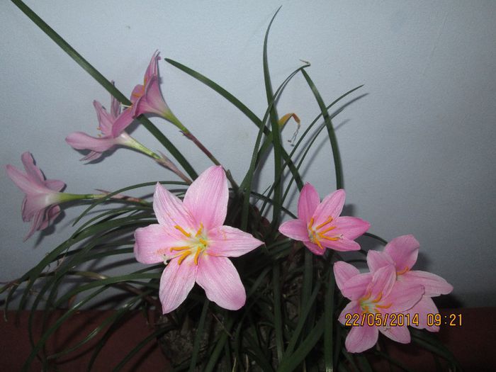 IMG_5484 - Floricelele mele