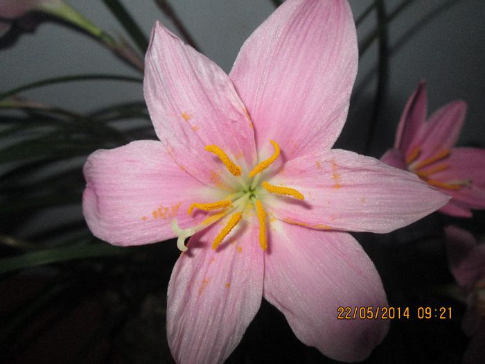 IMG_5485 - Floricelele mele