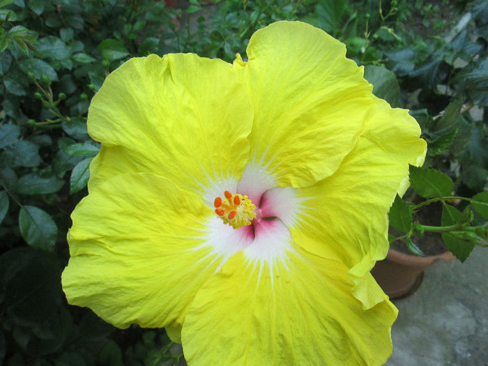 hibiscus - sfarsit de mai 2014