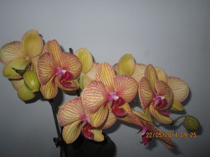 IMG_5487 - Floricelele mele