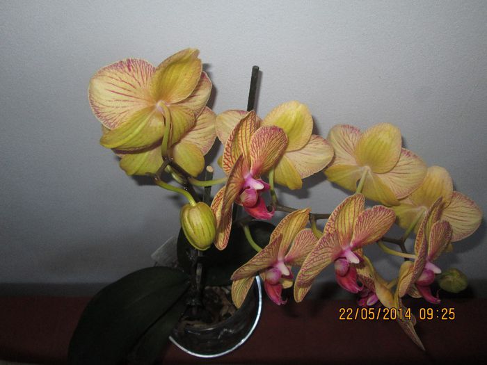 IMG_5488 - Floricelele mele