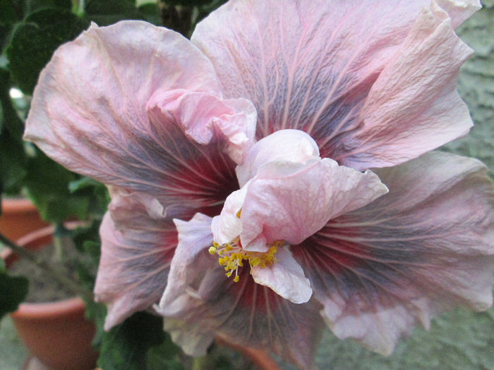 hibiscus - sfarsit de mai 2014