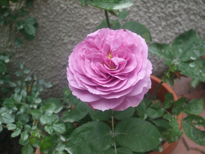 Lavander Ice