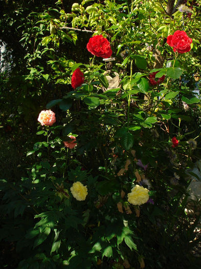 Out of Rosenheim, Solero si Queen of Hearts