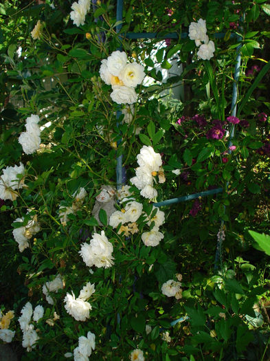 Ghislaine de Feligonde si Violette