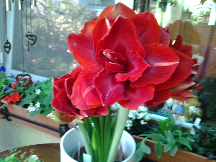 expozitia de la Keukenhof - 1mai