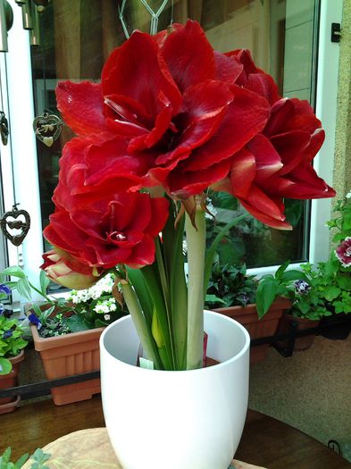 3 tije flori si un bulb imens! - 1mai