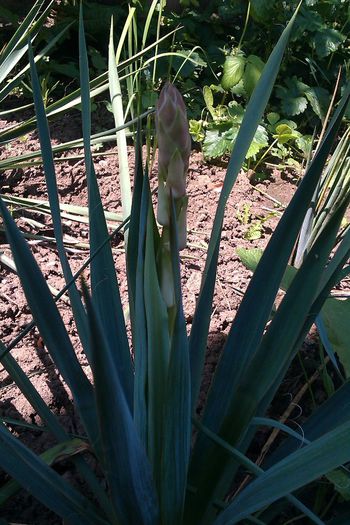 YUCCA - YUCCA