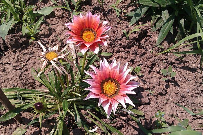 GAZANIA