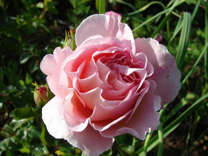 DSC07974 - Abraham Darby