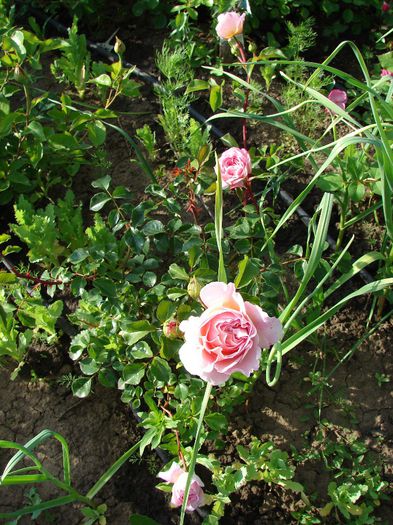 DSC07973 - Abraham Darby