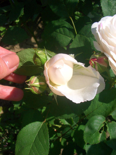 'Winchester Cathedral ®'  • AUScat • White Mary Rose • Winchester ®; Shrub.  English Rose Collection.  Discovered by David Austin (United Kingdom, 1988).
