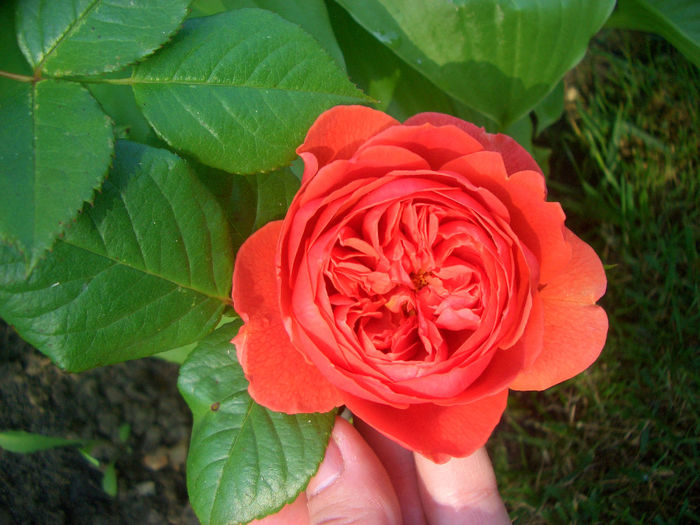 'Summer Song' • Austango; Shrub.  English Rose Collection.  Bred by David Austin (United Kingdom, before 2005).
