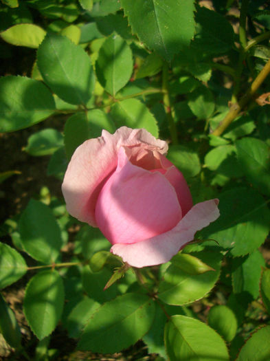 'Alnwick Castle' • AUSgrab • The Alnwick Rose; Shrub.  English Rose Collection.  Bred by David Austin (United Kingdom, 2001).
