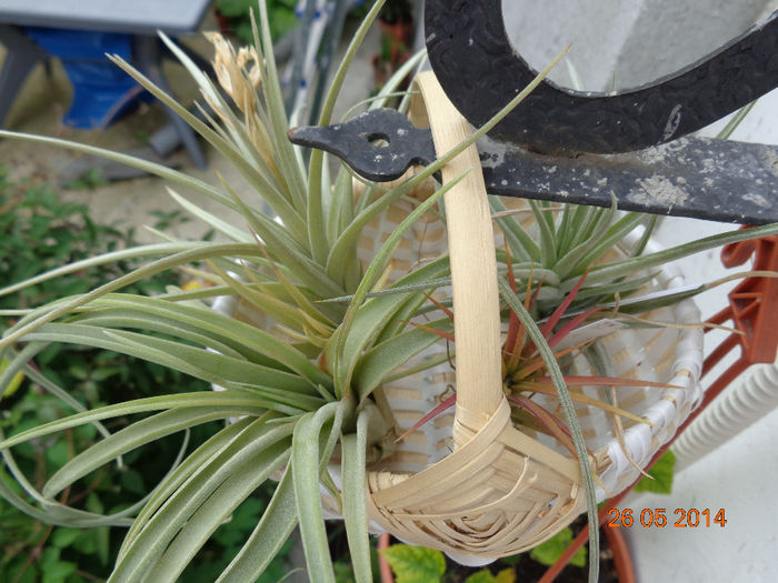 DSC00507 - Tillandsia