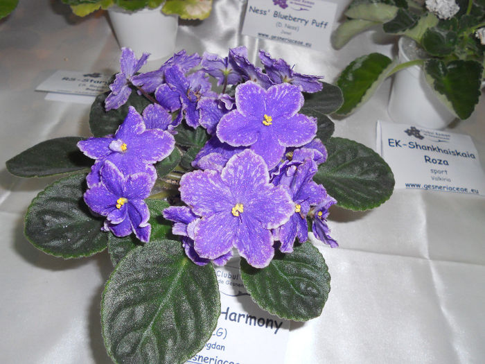 DSCN6817 - Expo violete  mai 2014