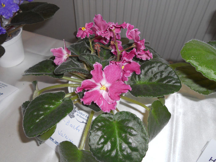 DSCN6822 - Expo violete  mai 2014