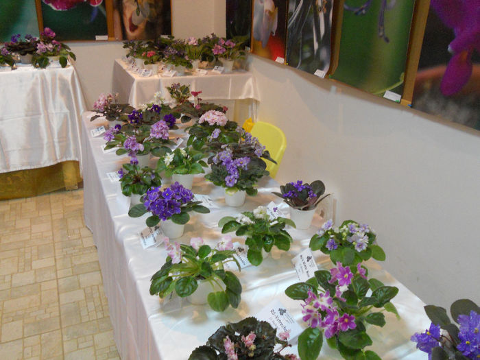 DSCN6824 - Expo violete  mai 2014