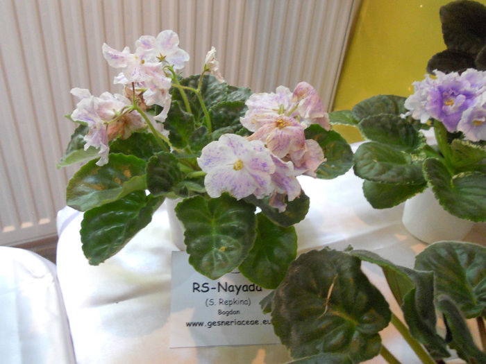 DSCN6825 - Expo violete  mai 2014