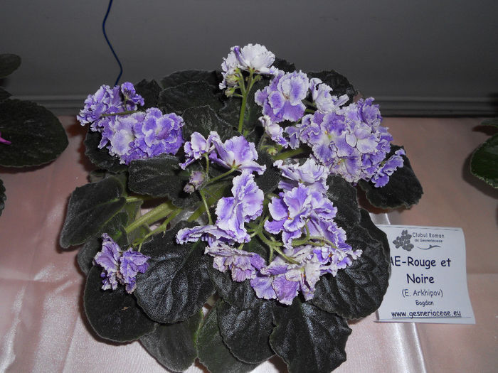 DSCN6829 - Expo violete  mai 2014