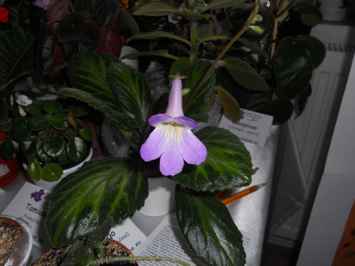 DSCN6830 - Expo violete  mai 2014