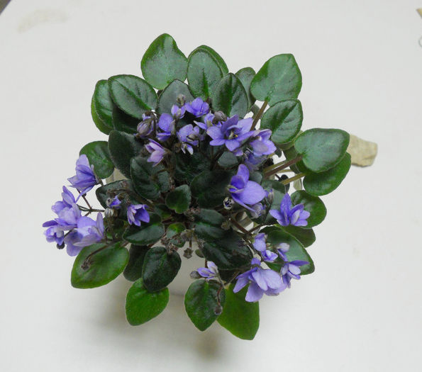 DSCN6840 - Expo violete  mai 2014