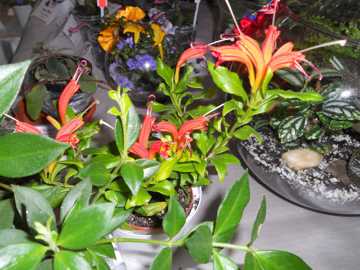 DSCN6843 - Expo violete  mai 2014