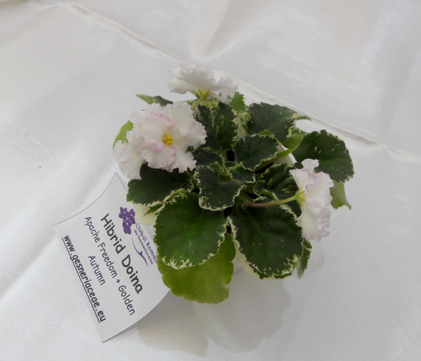 DSCN6847 - Expo violete  mai 2014