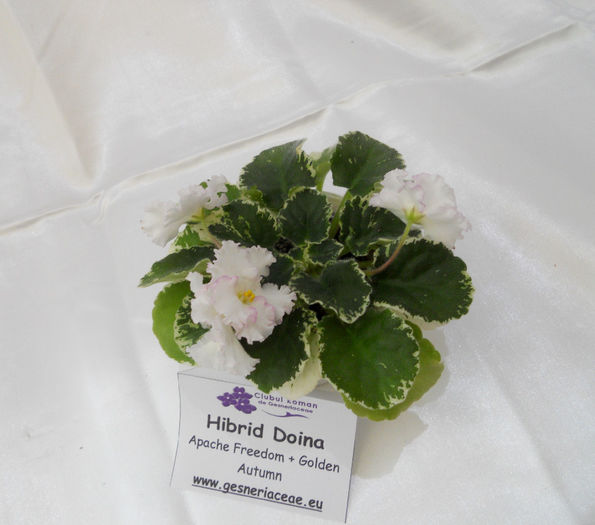 DSCN6848 - Expo violete  mai 2014