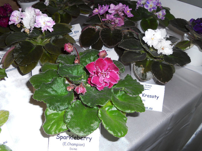 DSCN6853 - Expo violete  mai 2014