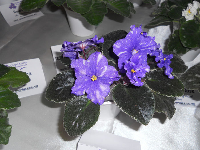 DSCN6854 - Expo violete  mai 2014