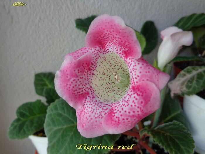 Tig. red (27-05-2014)sau Pink - Gloxinii 2014