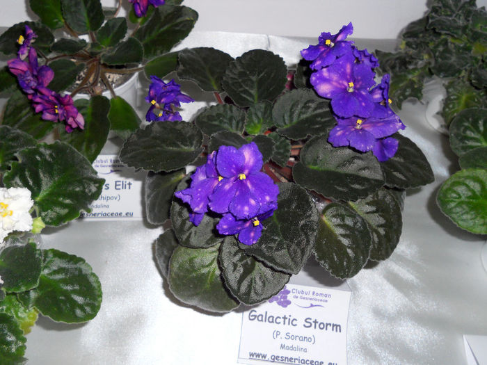 DSCN6857 - Expo violete  mai 2014