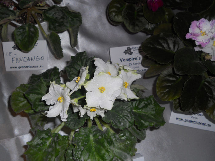 DSCN6859 - Expo violete  mai 2014