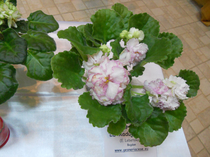 DSCN6860 - Expo violete  mai 2014