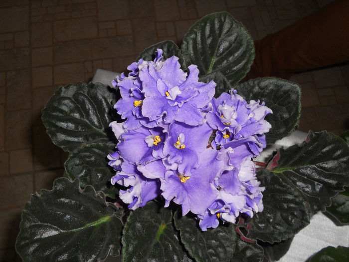 DSCN6862 - Expo violete  mai 2014