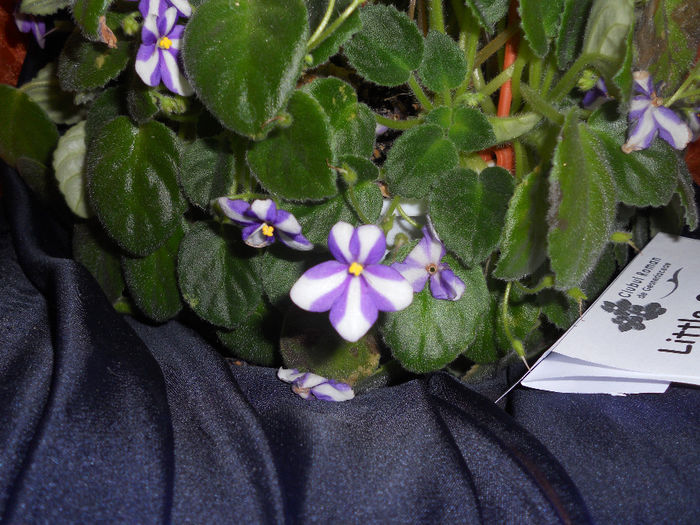 DSCN6864 - Expo violete  mai 2014