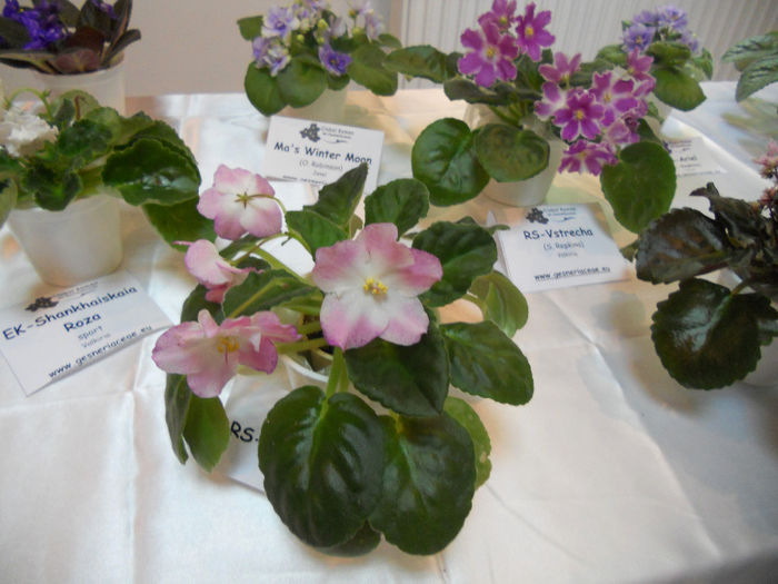 DSCN6867 - Expo violete  mai 2014