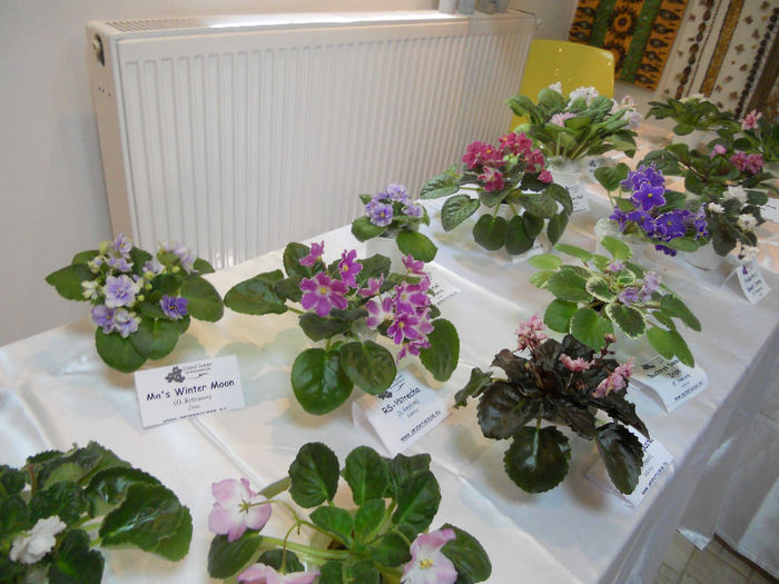 DSCN6868 - Expo violete  mai 2014