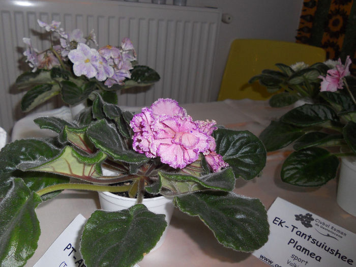 DSCN6873 - Expo violete  mai 2014