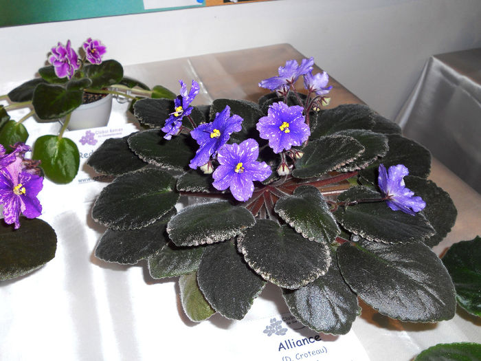 DSCN6876 - Expo violete  mai 2014